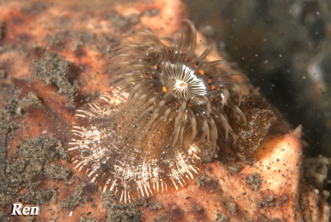 Представитель Семейства Sagartiomorphidae